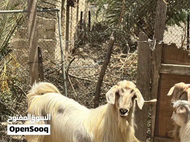 تيس جامودي سلاله