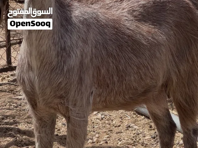 غنم وتيوس وجعد للبيع
