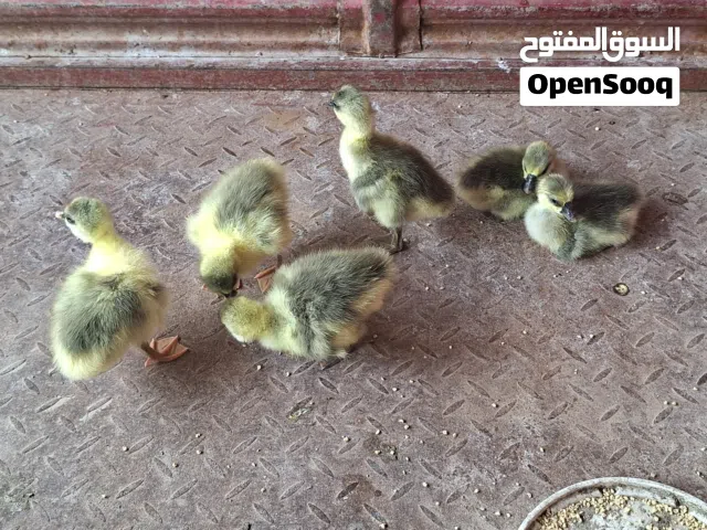افراخ بط كوبرة