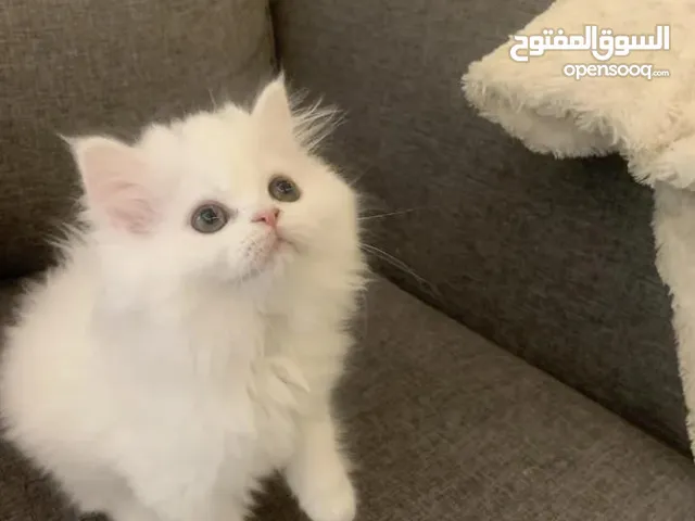 zdriemnutie matka dobehni قطط شيرازي بيضاء صغيره cenzúra hospodárske  zvieratá lož