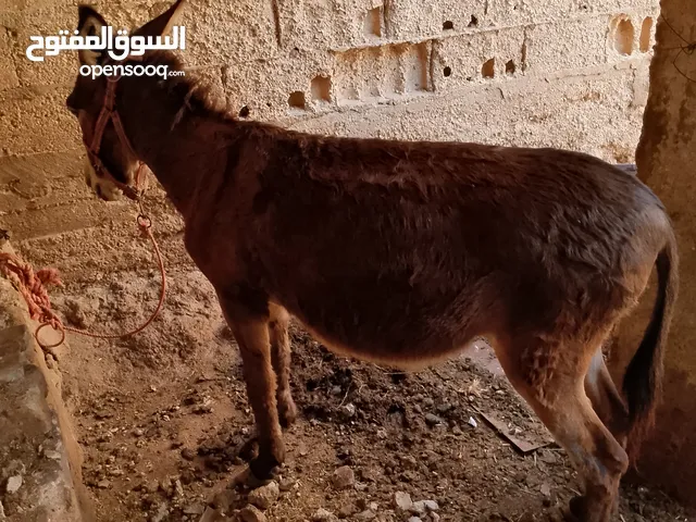 حيونات البيع