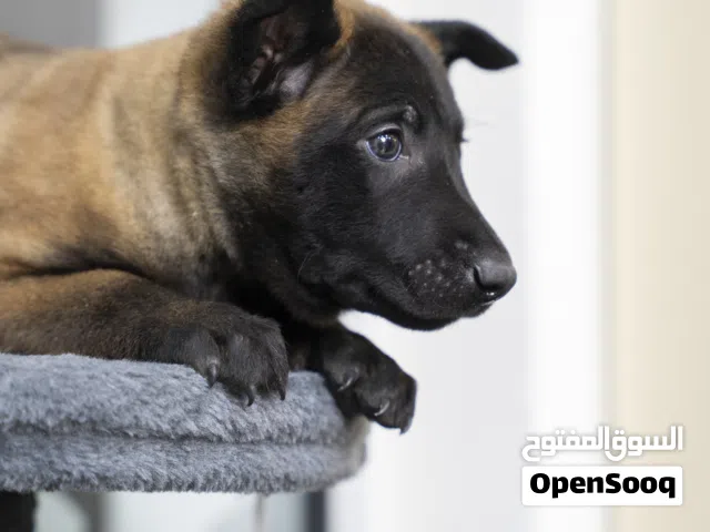 جـــــراء بلجيكي مالينو... قوة – ذكاء – ولاء بلا حدود جاهزين ليكونوا شركاءك المثاليين في الحراسة وال