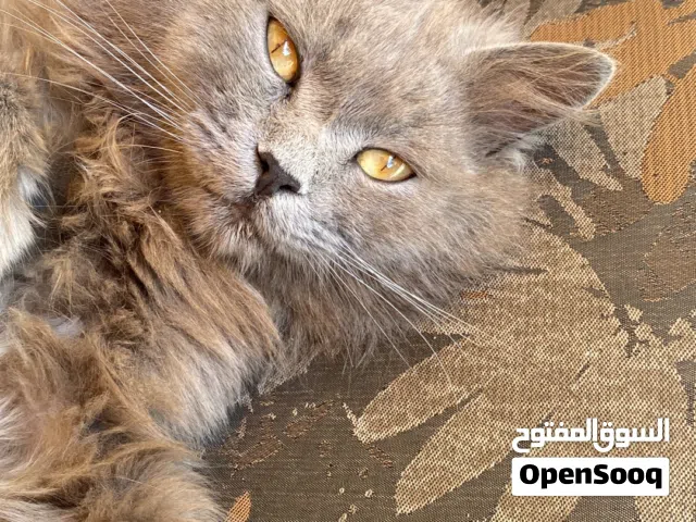 للبيع قط ذكر باللون الرمادي المميز هجين (مكس) بين الشيرازي والسكوتش طبعه هادي و لطيف اليف جدا