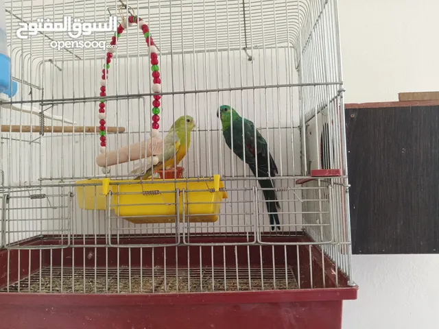 بغباءة الريد رام وكنار حوز ومعاهم فراخ وكمان فحل للبيع وعصافير حب