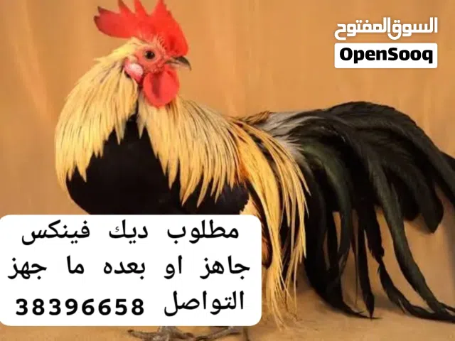 مطلوب ديك فينكس