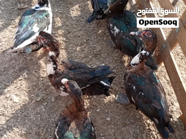 للبيع بط مصري