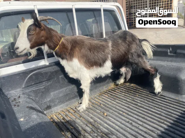ماعز للبيع