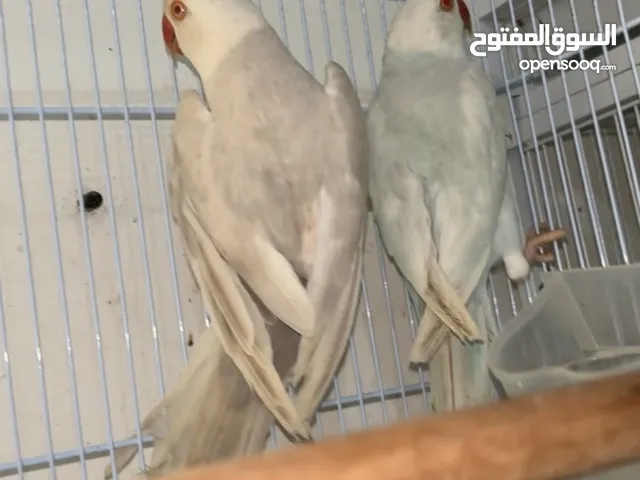 درة للإنتاج لاس وينج ، البينو ، لاتينو اصفر ، ازرق ،ليموني جاهزين للإنتاج ما ناقصين اضافر صحتهم زين