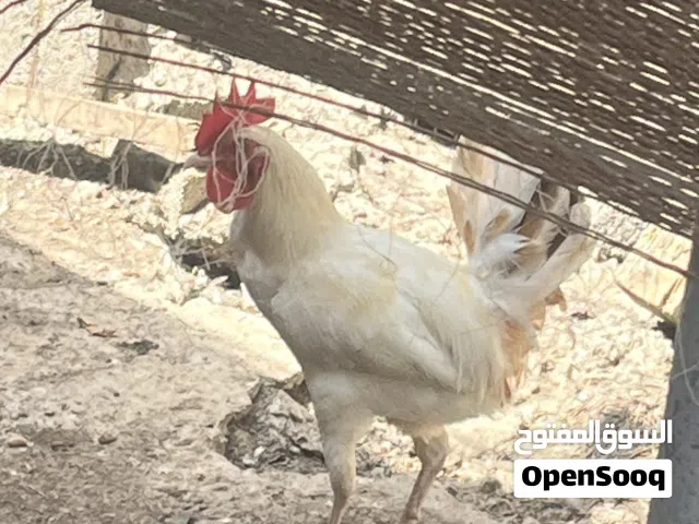 دياكه محليه