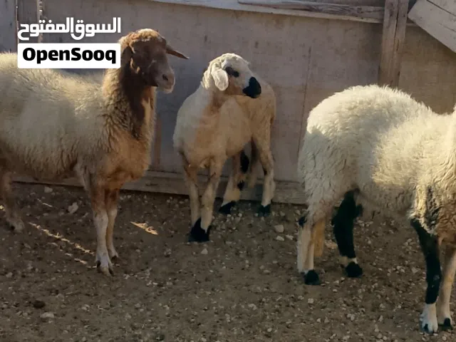 سعي 3 اطروف