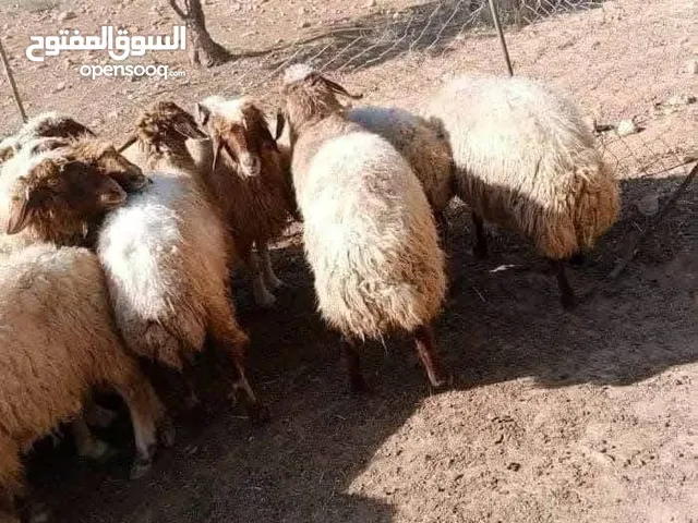 نبدأ بصلاة عل رسول الله  يوجد لدينا جميع انواع الذبائح البلديه- خراف - كباش_اغنام_