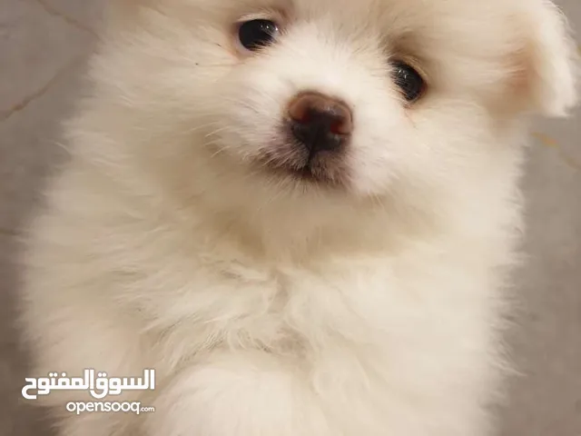 جرو بوميريان عمر شهرين