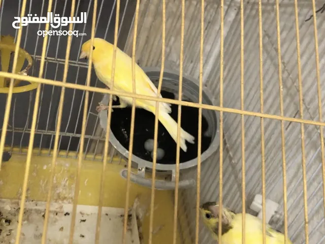 عصافير كناري