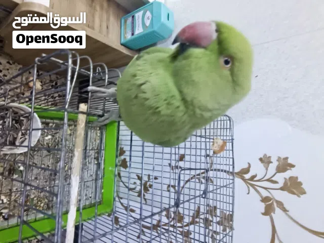 ببغاء دره للبيع اليف بس من يضوج يعض بي كلام هواي للبيع سعره 225 وبي مجال