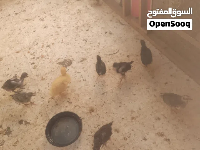 متاح 23 صوص فوجين فوج عمرو 45 يوم وفوج عمرو40 للبيع او للبدل على فرخات بعمر 3 اشهر