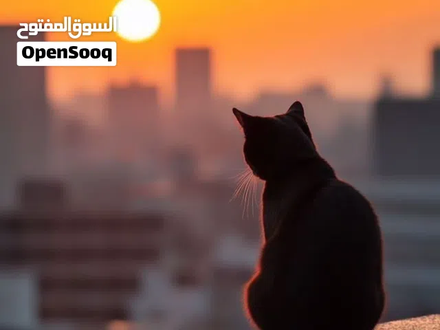 السلام عليكم بليستيشن فور سلم      شوف الوصف