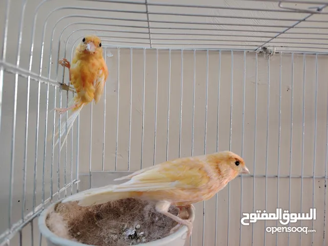 ازواج كنار متعددة