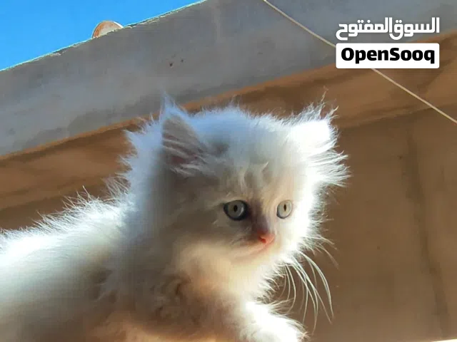 انتاج شيرازي