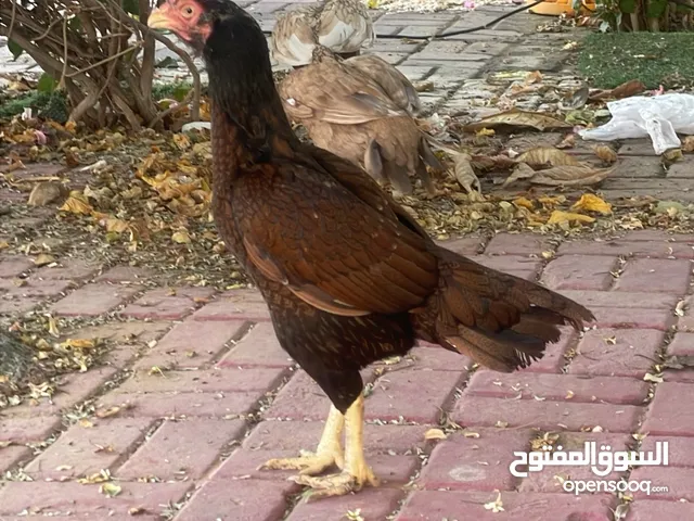 ديايه مستورده بنجابيه