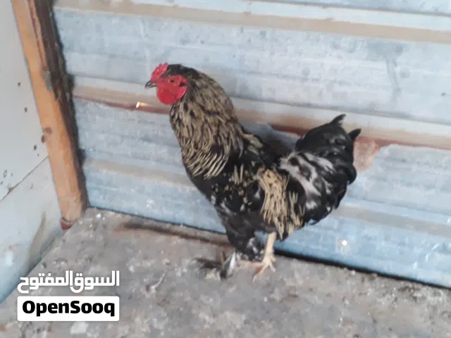 السلام عليكم اقراء الوصف ياتلحق يامتلحقش