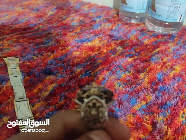 أقواخاتم ممكن تشوفه والسعر عرطه
