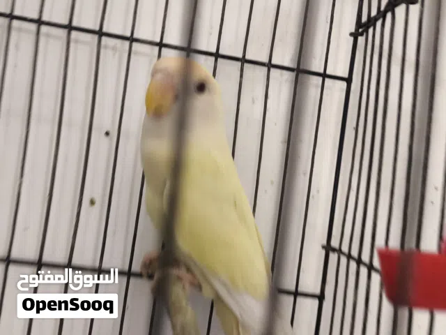 ذكر بركديلو نوع روز