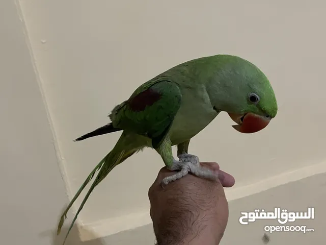 Green parrot (Raw)