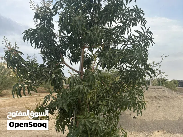 مزرعتين شبك للبيع او الايجار أو الأستثمار