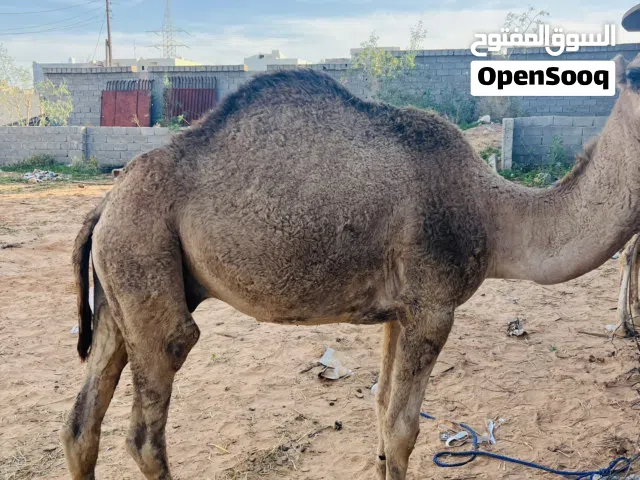 تلاته قعدان سودانيات للبيع