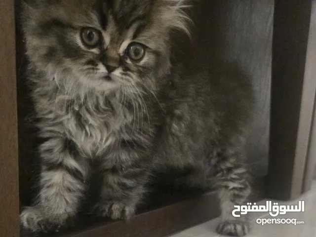 قطة بيرشن شانشيلا عمر شهرين للبيع مع كامل اغراضها