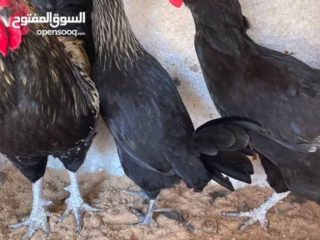دجاجتين عربي وفروج على الفرنساوي