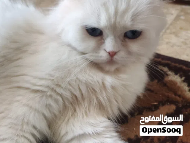 للبيع 15 واصل عمان او زرقاء