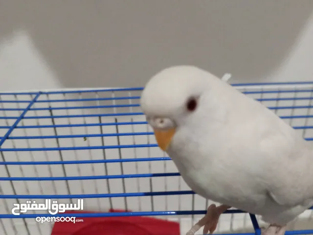 طيره حب انثى للبيع بسعر مغري جدا