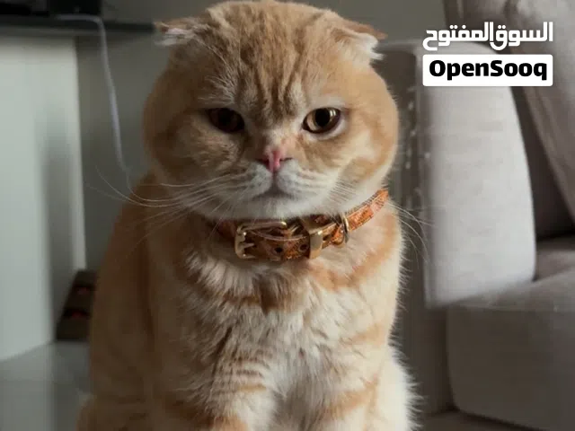Scottish fold 2 years - very friendly and playful