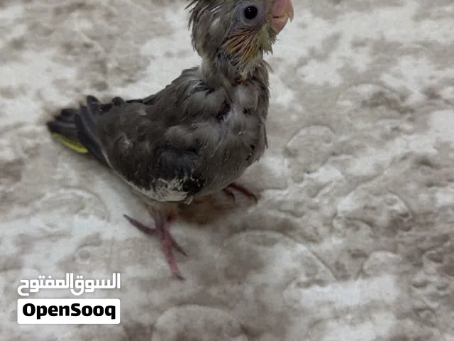 ببغاء الكوكتيل