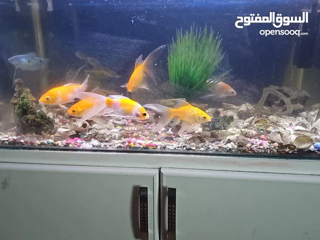 Aquarium with fishes 50 OMR last price urget sale location Al Goubra