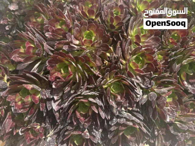 لبيع شتلة زينة جميلة (ايونيوم - Aeonium) شكلها مميز وجميله جدا