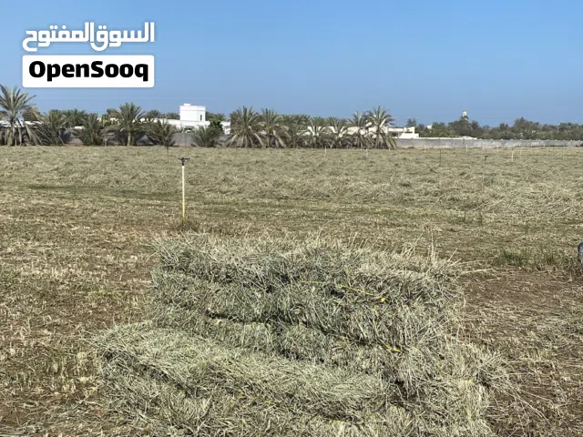 تتوفر برايد كمية كبيره للبيع