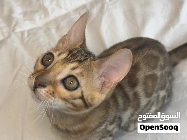 kittens bengal 2 month litter box trained
