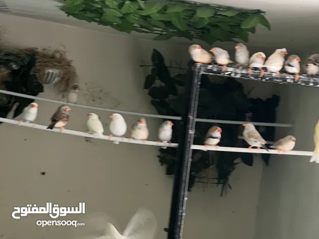 فنجز زيبرا جنه نصهم طفرات وفي حبه بنغالي او احبتين