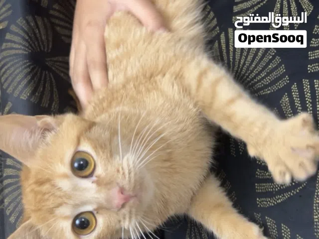 Female cat for adoption قطة انثى للتبني