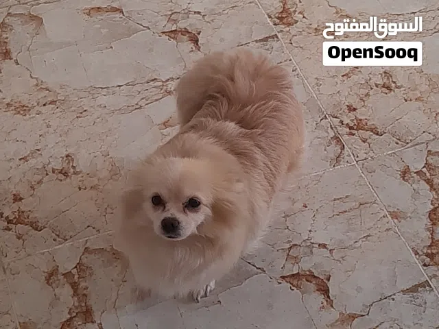 كلب بو الحجم مني انثى عمر 13 شهر اليفه لعوبه مع الكل