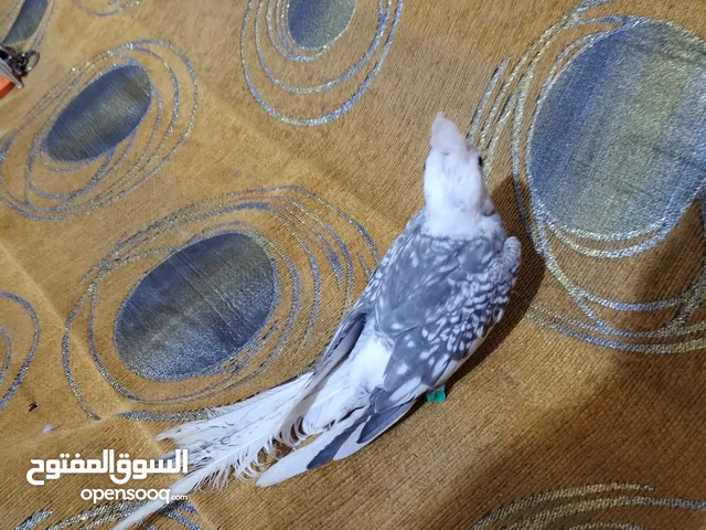 كوكتيل توه مفطوم