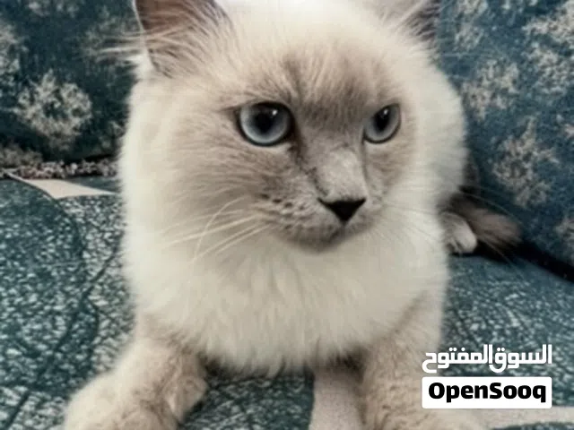 قطط أنثى سعر 2000
