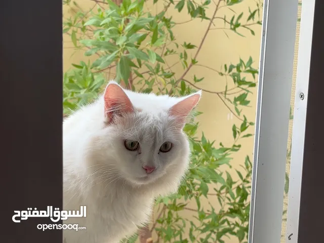 سنور ابيض شيرازي