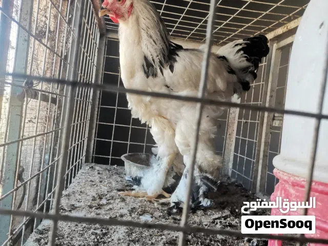 وز للبيع المفرق ثغره الجب