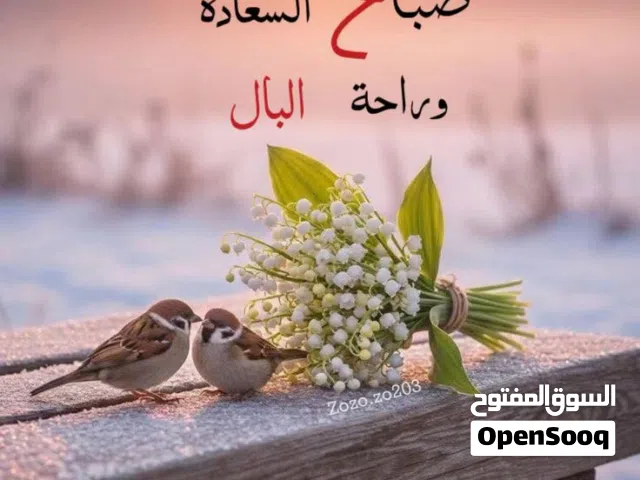 ابحث عن وضيفه في سبا او صالون