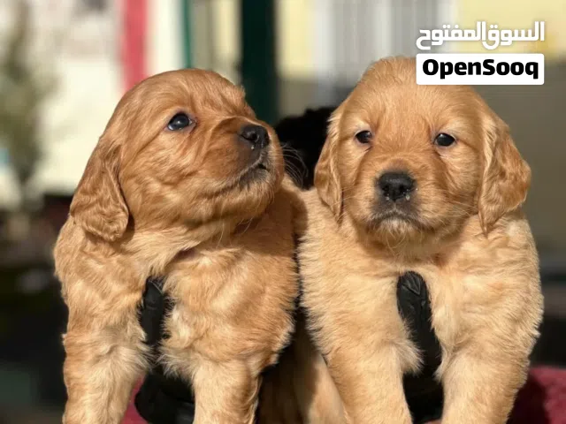 لعشاق الكياته ...والحلاوه...جراء جولدن ريتريفر مميزه مناسبه للاطفال والمنزل..مع جميع المطاعيم