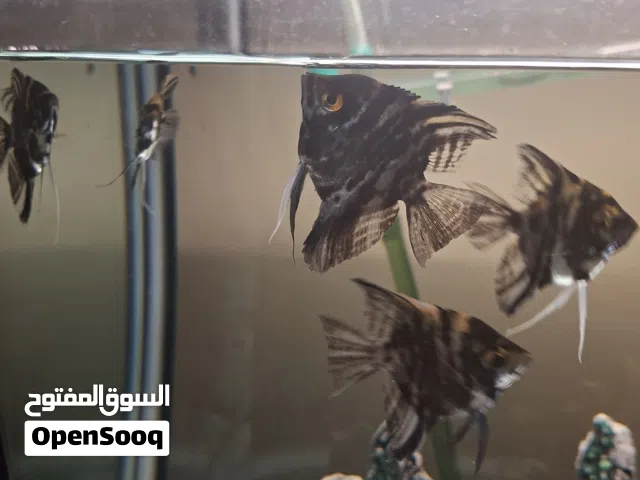fishes for sale