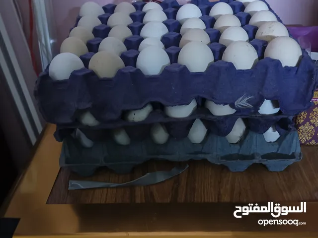 بيض دجاج ملقح البيع مشكل عرب فيومي ابو ركيبه